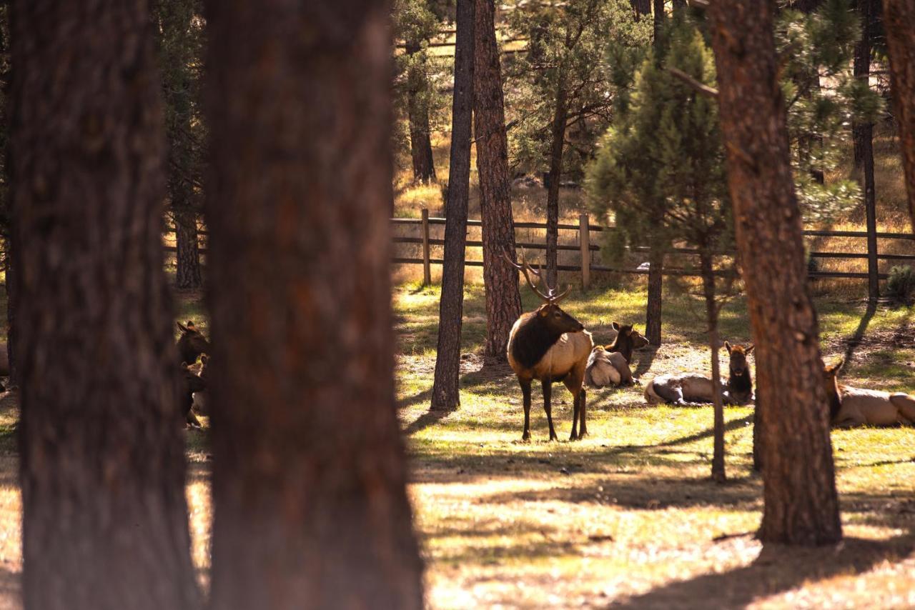 Huge Ruidoso Retreat With Game Room, Pool, 2 Balconies, 2 Kitchens - Sleeps 17! المظهر الخارجي الصورة